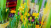 MXW_PICgal_Fruehlingswiese_1280x700_20257
